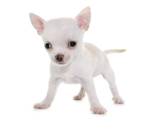Obraz premium puppy chihuahua in studio