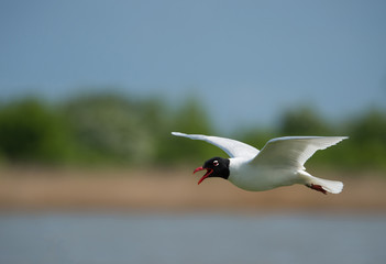 Mediterranean gull flying over the lake