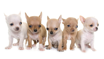 puppy chihuahua in studio