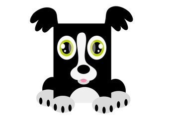 border collie © monikakosz