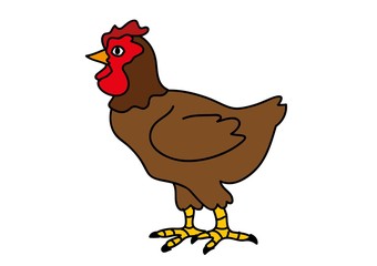 kura,kurnik,farma