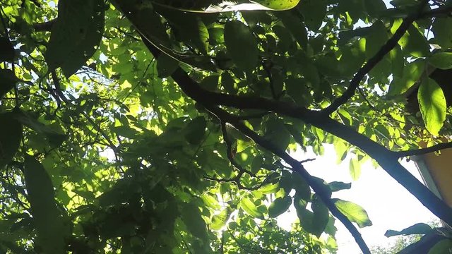 Under The California Black Walnut Treetop, Sunlight Beaming Through The Leaves