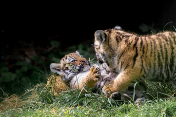 zwei kleine Amur Tigerbabys spielen zusammen