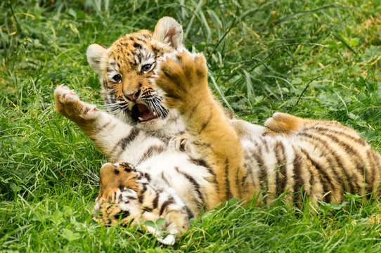 zwei kleine Amur Tigerbabys spielen zusammen