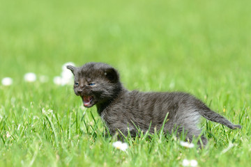 black kitten standing on meadow and meows