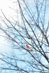 Colorful sakura flower with the branch with blur branches background and over blue sky in vertical picture 