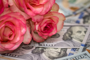 koral  roses with dollars - obrazy, fototapety, plakaty