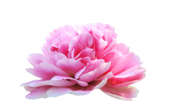 Peony flower blossom head isolated on white
