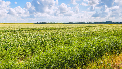 Cumulus clouds above a Dutch potato field
