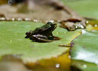 Frosch im Seerosenteich
