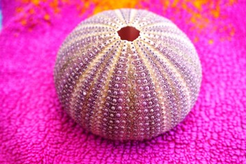 Pink and purple shell of a sea urchin