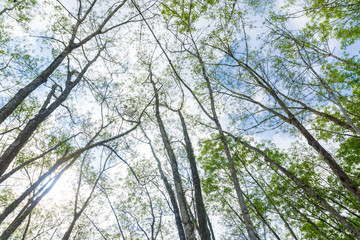 Rubber plantation branch up risen view