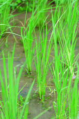 Closeup of Fresh Green Rice Plants