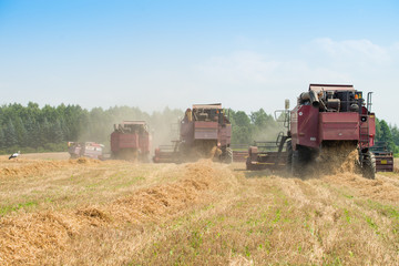 Fototapeta premium combine harvester on a wheat field with blue sky
