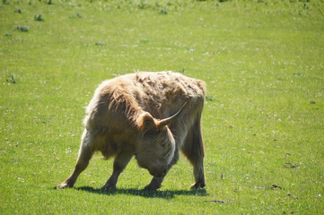 vaches écossaises de race Highland dans la prairie en Ecosse