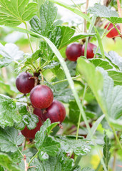 Close up of branch red gooseberry