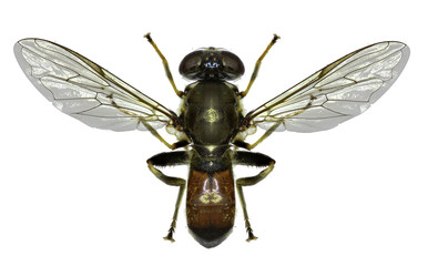 Hoverfly Xylota on white Background  -  Xylota segnis (Linnaeus, 1758)