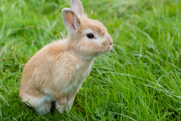small brown rabbit on green grass in summer garden