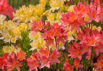 Purple and yellow rhododendrons grow in the botanical garden. fl
