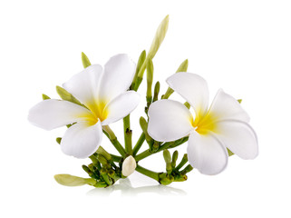 Obraz premium Frangipani flower isolated on white background