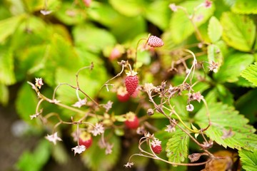 Wild strawberry plants