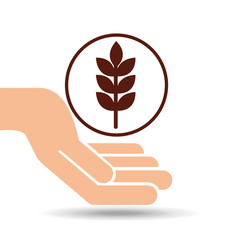 hand holding wheat spike
