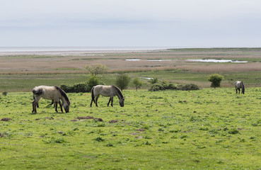 Naklejka na ściany i meble Wild ponies, Konik Polski, near the Suffolk marshes