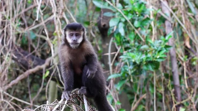 Macaco-prego. (Sapajus nigritus)