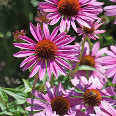 Fototapeta premium Sonnenhut, Purpur-Sonnenhut, Echinacea
