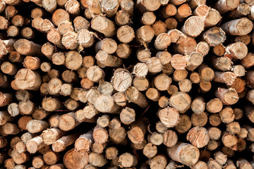 Fototapeta premium Dry chopped firewood logs in pile