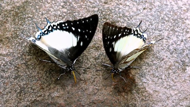 Beautiful butterfly on rock