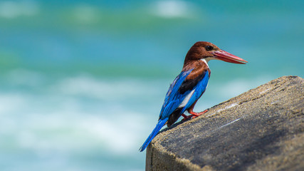 Halcyon. Kingfisher. Bird with long beak