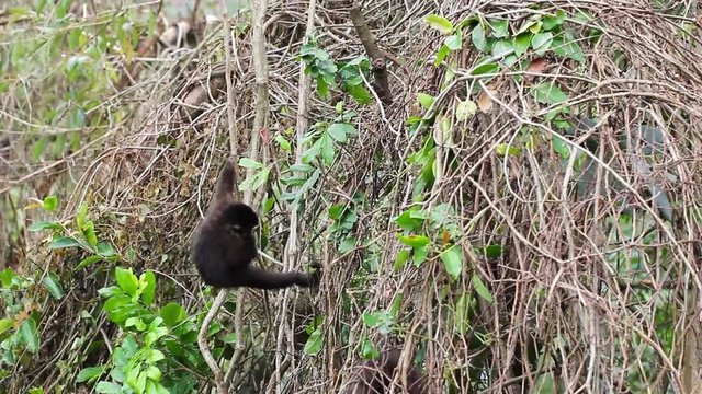Filhote de Macaco-prego brincando com cip&oacute;. (Sapajus nigritus)