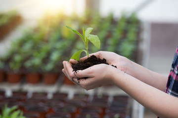 Sprout and soil in hands