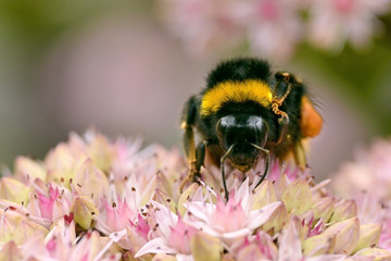 Macro of bumblebee (Bombus terrestris) feeding on sedum flower seen from front
