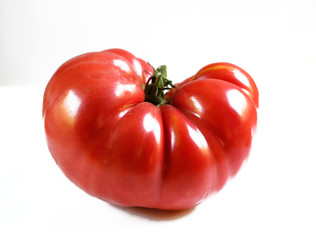 tomatoes on white background