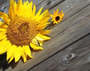 sonnenblumen auf holz