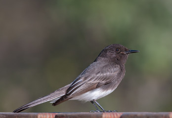 A Black Phoebe (Sayornis nigricans).