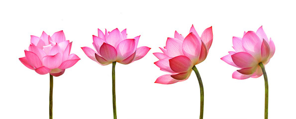 Lotus flower isolated on white background. - 117920939
