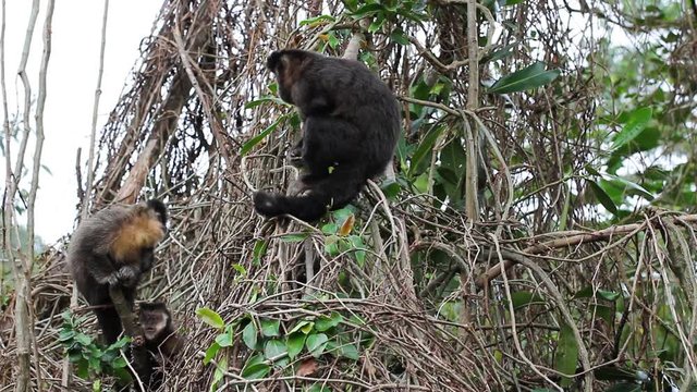 Macaco-prego. (Sapajus nigritus)