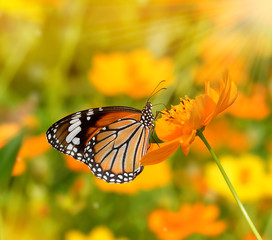 Butterflies and Flowers