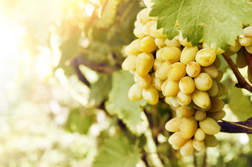White grapes