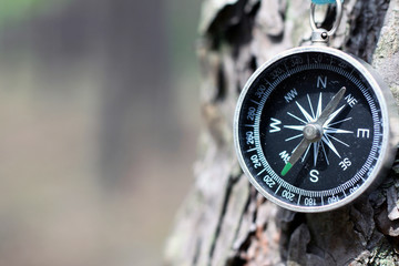 Old iron compass on tree in forest. Blurred background for inscription.