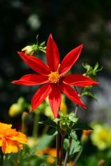 Fototapeta premium Vibrant dahlia flower and tagetes flower