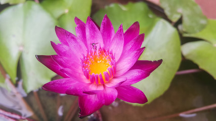 Fototapeta premium Lotus bloom in pots Purple