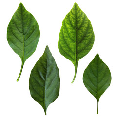 Set of leaves of pepper isolated on a white background.