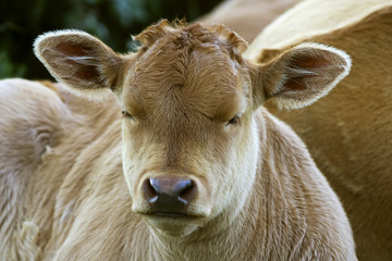 cows and calves grazing in the green mountains of Cape Ortegal, , Atlantic ocean, Galicia, Spain
