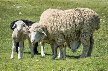 Sheep and lambs grazing on a meadow