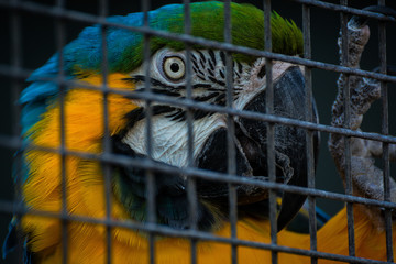 Vibrant Colorful Parrot Claws Cage Grid Looking Detail