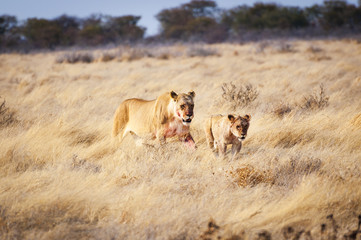 A lioness and a cub in the Etosha National Park, Namibia, Africa; Concept for travel in Africa and Safari